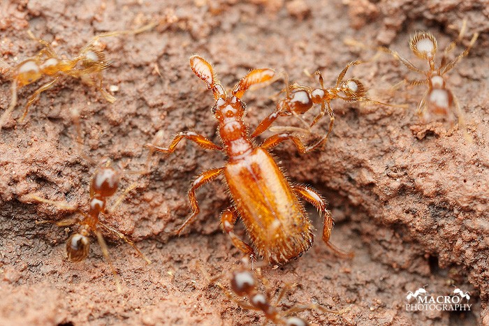 Obrázek 1: brouk Paussus favieri ve společnosti mravenců rodu Pheidole